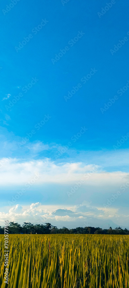 Obraz premium Small river on the edge of a rice farm in afternoon