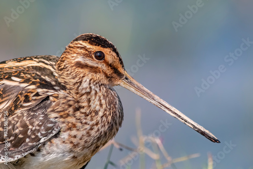 Woodcock photo