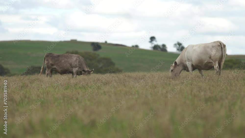 Australia cows in a field grazing on pasture in a dry summer drought. sustainable beef cattle in a agricultural farm. cow farming  