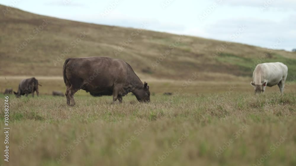Australia cows in a field grazing on pasture in a dry summer drought. sustainable beef cattle in a agricultural farm. cow farming Australia cows in a field grazing on pasture in a dry summer drought. sustainable beef cattle in a agricultural farm. cow farming