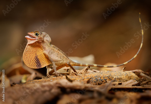 Otocryptis wiegmanni - Brown-patched kangaroo lizard, Sri Lankan kangaroo lizard or Wiegmann's agama, small, ground-dwelling agamid lizard endemic to Sri Lanka, fighting and displaying photo
