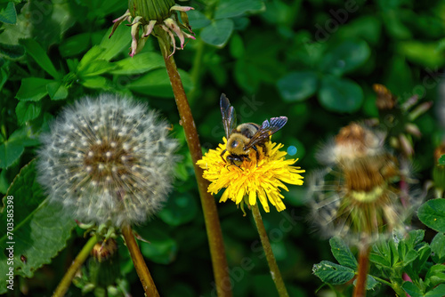 A lone honey bee on a dandelion in our yard in Windsor in Upstate NY.  Spring and warm weather bring about weeds and the bees that pollinate them.  Dandelion head and bloom.  