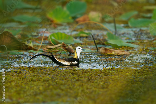 Pheasant-tailed Jacana - Hydrophasianus chirurgus bird in Hydrophasianus, elongated toes and nails that enable them to walk on floating vegetation in shallow lakes, their preferred habitat. Sri Lanka. photo