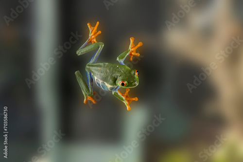 A tree frog is any species of frog that spends a major portion of its lifespan in trees, known as an arboreal state. 