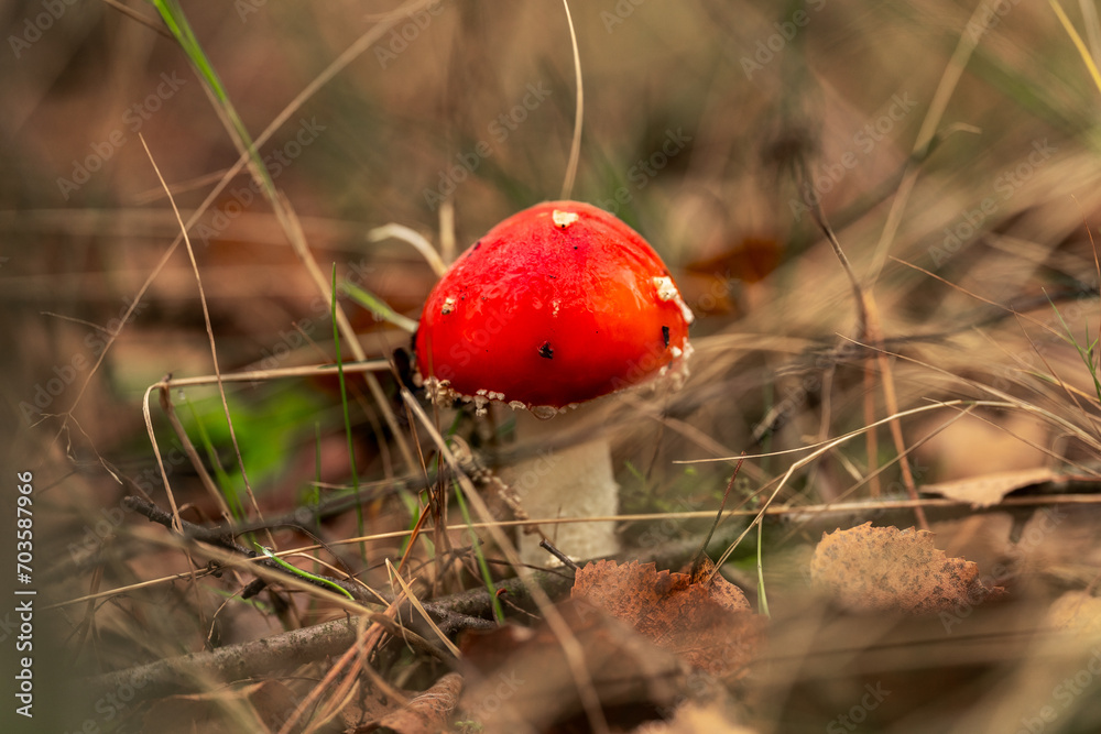 The poisonous mushroom Amanita muscaria in the forest. The poisonous mushroom Amanita muscaria in the forest.