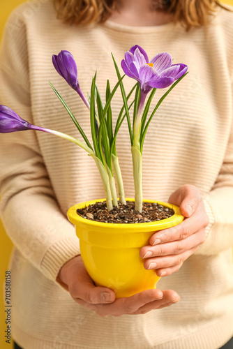 Woman holding pot with beautiful crocus flowers on yellow background
