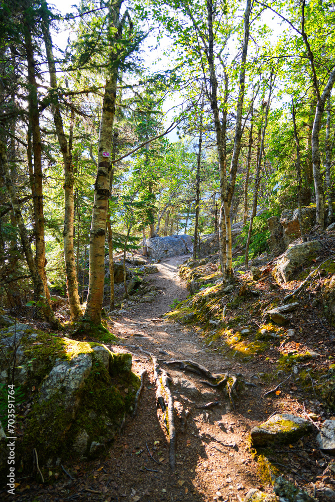 Pathway covered with pine needles in the forest of Yakutania Point near Skagway, Alaska Pathway covered with pine needles in the forest of Yakutania Point near Skagway, Alaska