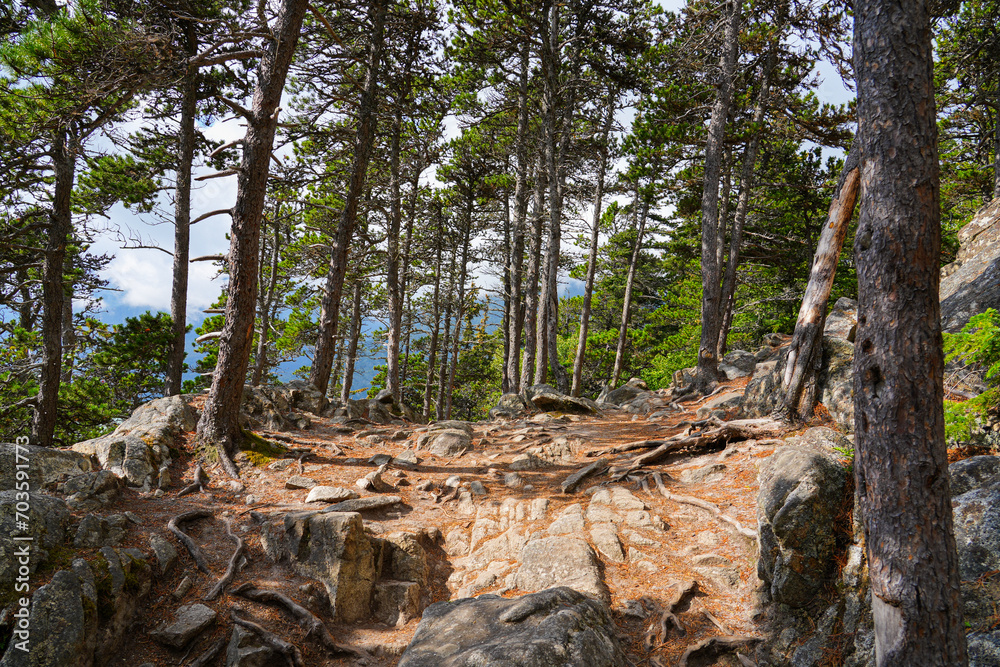 Pathway covered with pine needles in the forest of Yakutania Point near Skagway, Alaska Pathway covered with pine needles in the forest of Yakutania Point near Skagway, Alaska