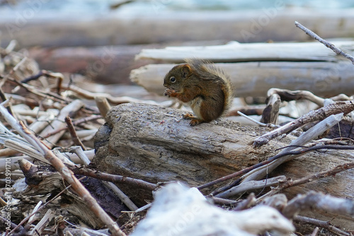 Douglas squirrel eating a nut on a dead tree stranded on the beach of Smuggler's Cove near Skagway, Alaska photo