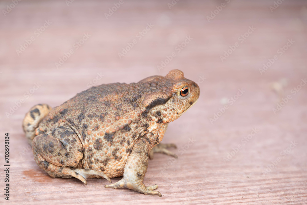 Obraz premium Solitary Toad: A Close-Up Portrait