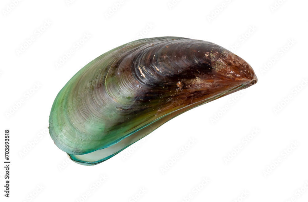 Top view of steamed or cooked green mussel isolated on white background with clipping path