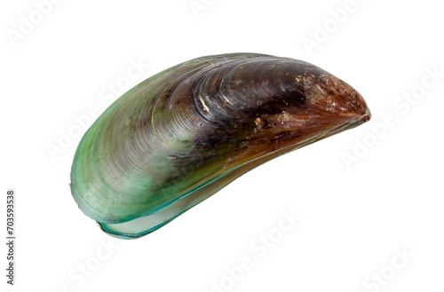 Top view of steamed or cooked green mussel isolated on white background with clipping path in png file format.