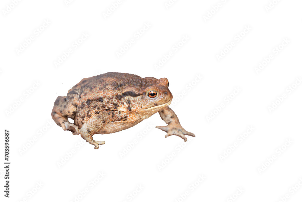 Fototapeta premium toad with transparent background