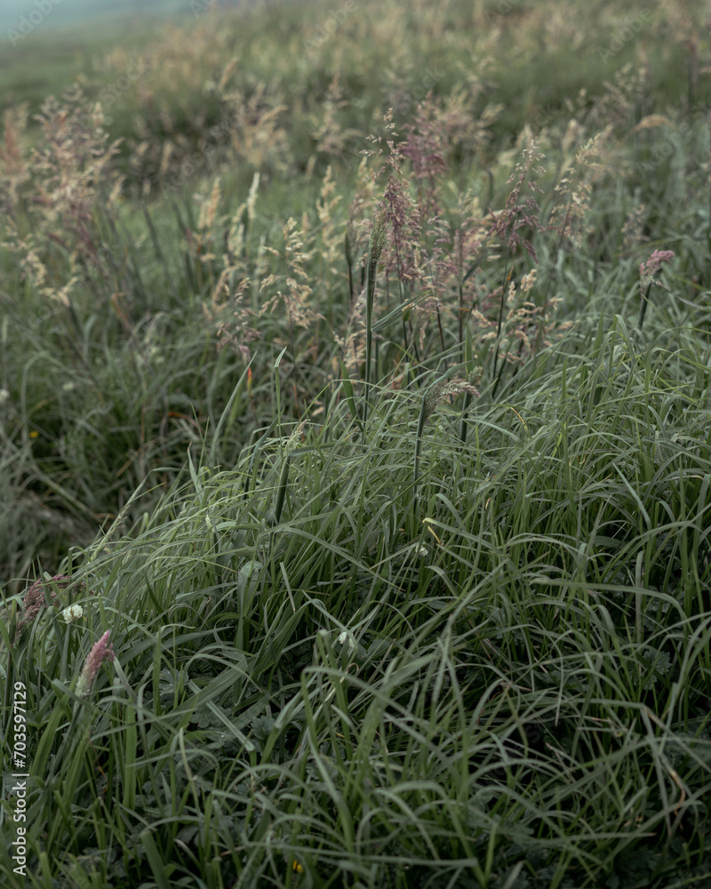 grass in the wind grass in the wind