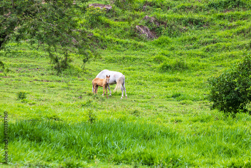 Partial view common horse in the countryside photo