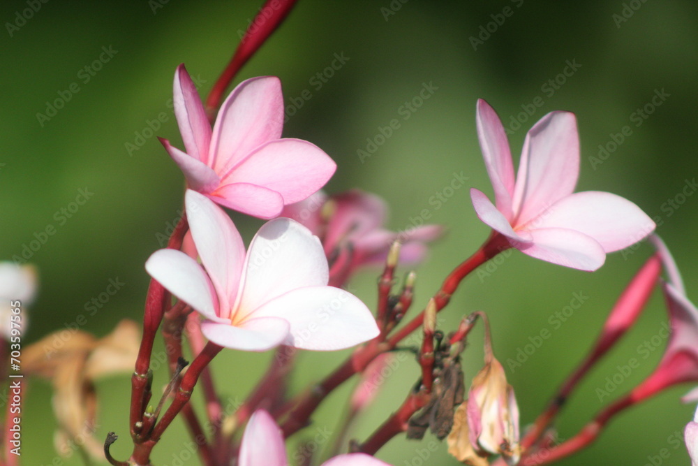 flor