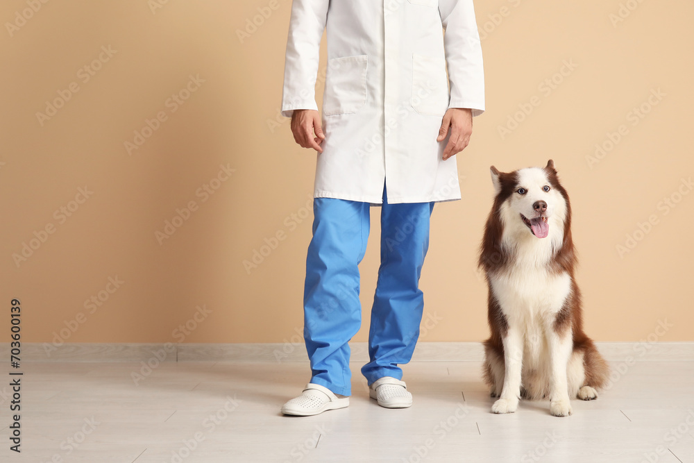 Veterinarian with cute Husky dog near beige wall