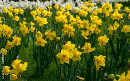 Daffodil Hill