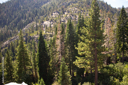 PINOS EN LA MONTAÑA CON LA LUZ DEL SOL