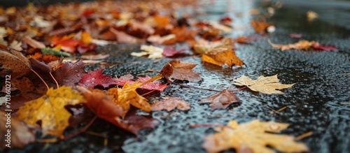 Close-up of wet, colorful fall leaves covering the wet asphalt in autumn rain. photo