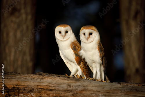 Owl couple at sunset. Pair of barn owls, Tyto alba, perched on edge of forest in last evening sunrays. Autumn in wild nature. Beautiful birds with heart-shaped face. Romantic scene. Wildlife. photo