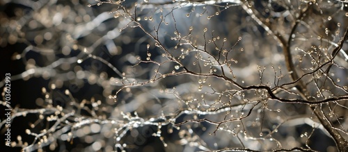 Cajal decreased silver nitrate in a tangential neuronal soma section displaying synaptic terminals.