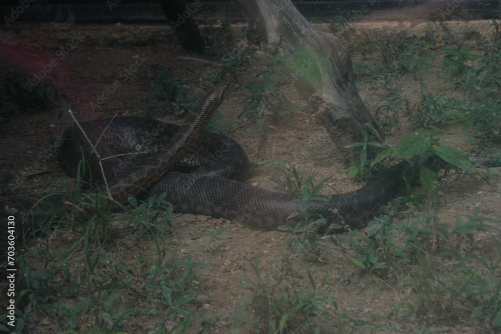 Serpientes Hábitat en el zoológico Serpientes Hábitat en el zoológico