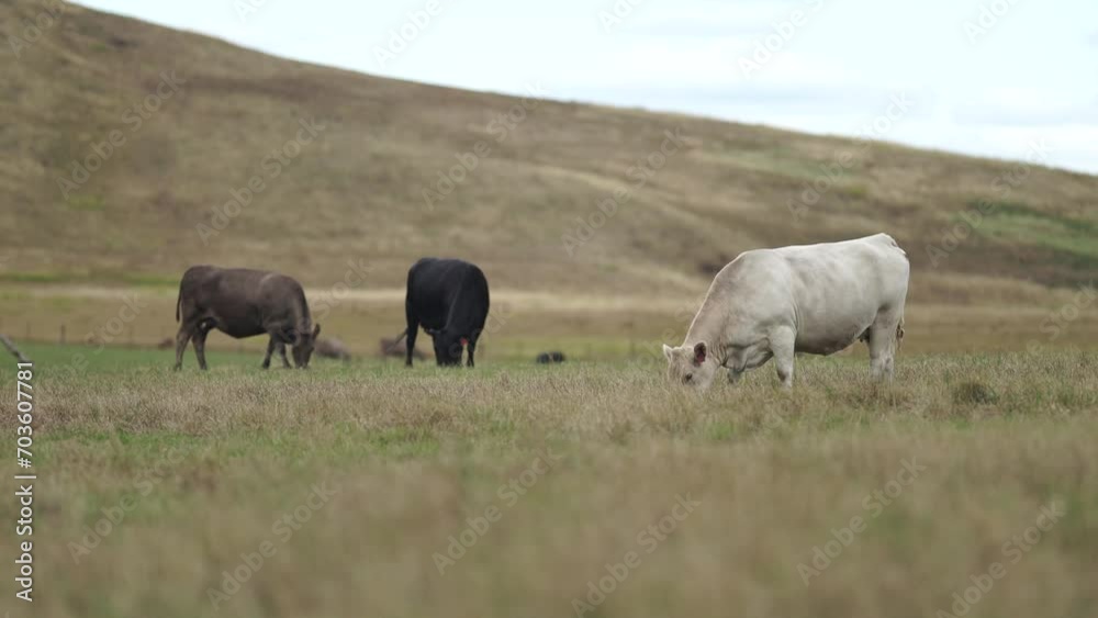 sustainable cows in a dry field eating grass in Australia sustainable cows in a dry field eating grass in Australia