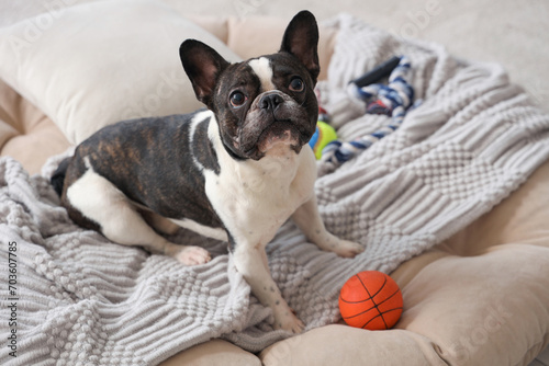 Cute French Bulldog in pet bed with toy at home