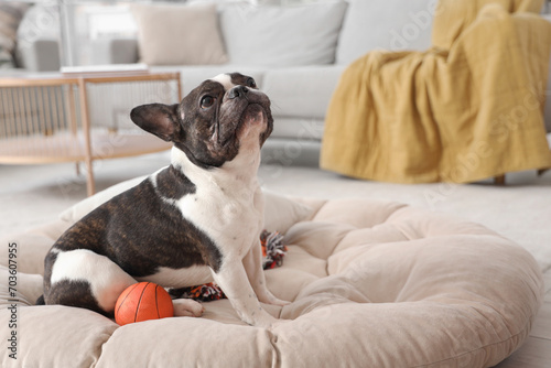 Cute French Bulldog in pet bed with toy at home
