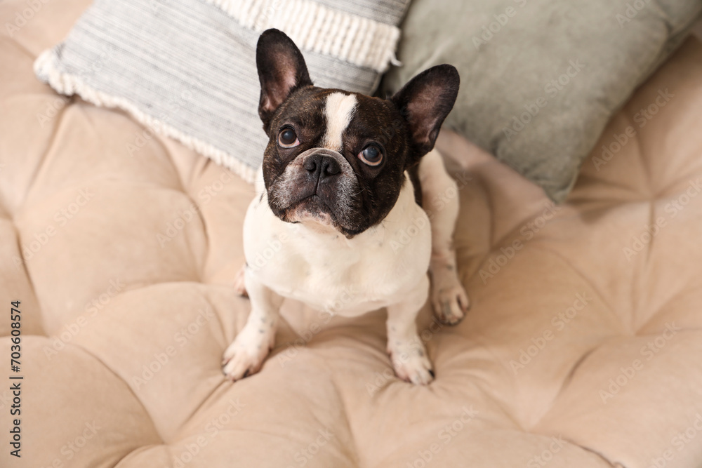 Cute French Bulldog in pet bed at home