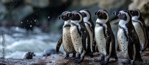Group of lively Humboldt penguins.
