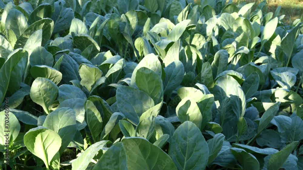 Farmers water the vegetables they grow for sale. Farmers water the vegetables they grow for sale.