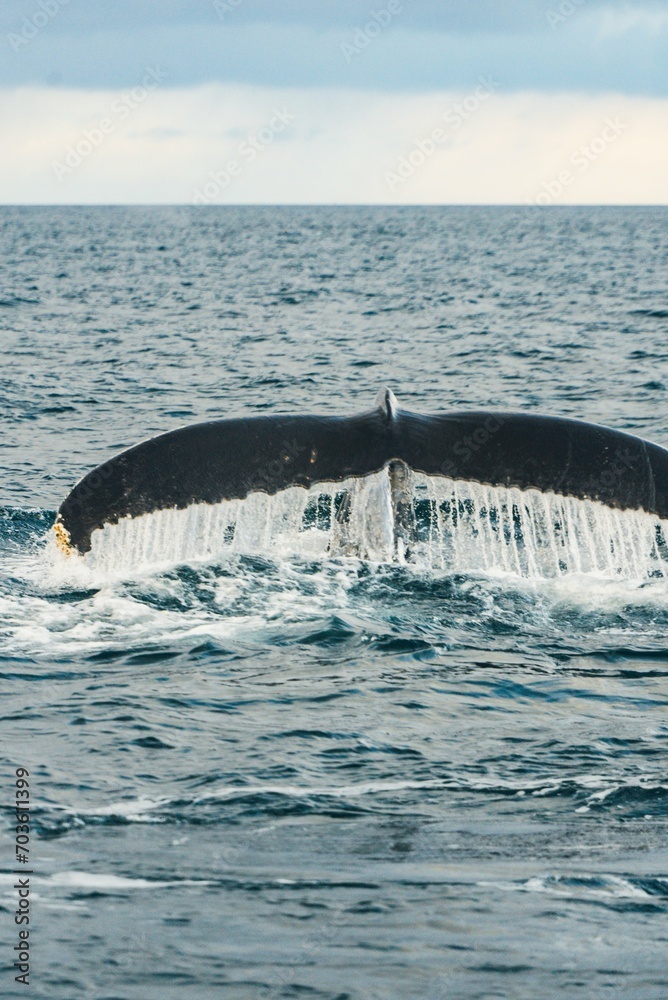 Fototapeta premium アイスランドの鯨 ホエールウォッチング