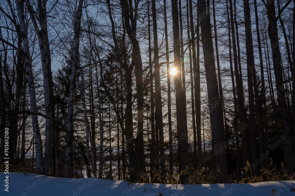 冬のカラマツ林から見える夕日
冬のカラマツ林から見える夕日