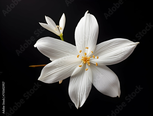 Jesmine flower in studio background, single jesmine flower, Beautiful flower images © Akilmazumder