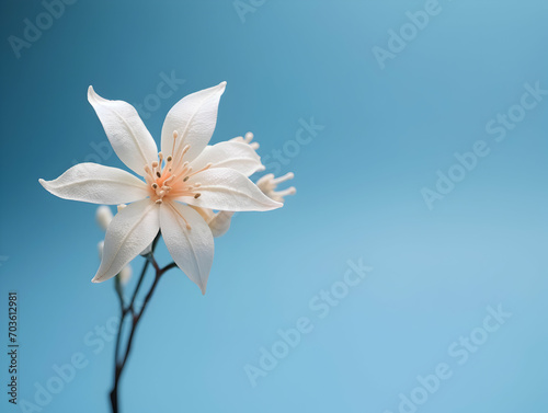 Jesmine flower in studio background, single jesmine flower, Beautiful flower images