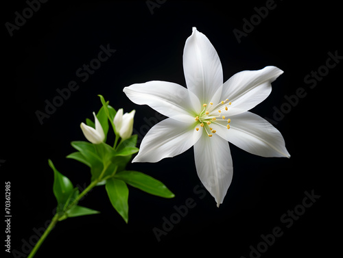 Jesmine flower in studio background, single jesmine flower, Beautiful flower images © Akilmazumder