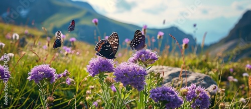 Zygaena sp. butterflies on Scabiosa in Val Gardena, Dolomite Alps. photo