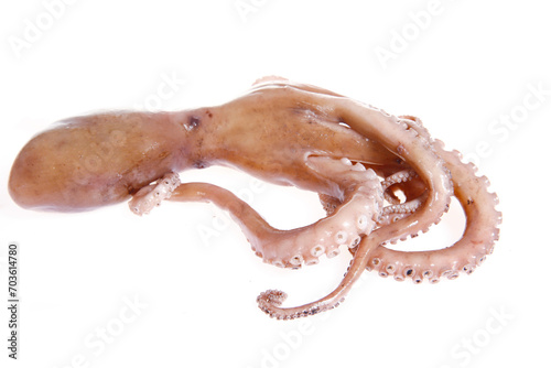 Octopus on a white background © pdm