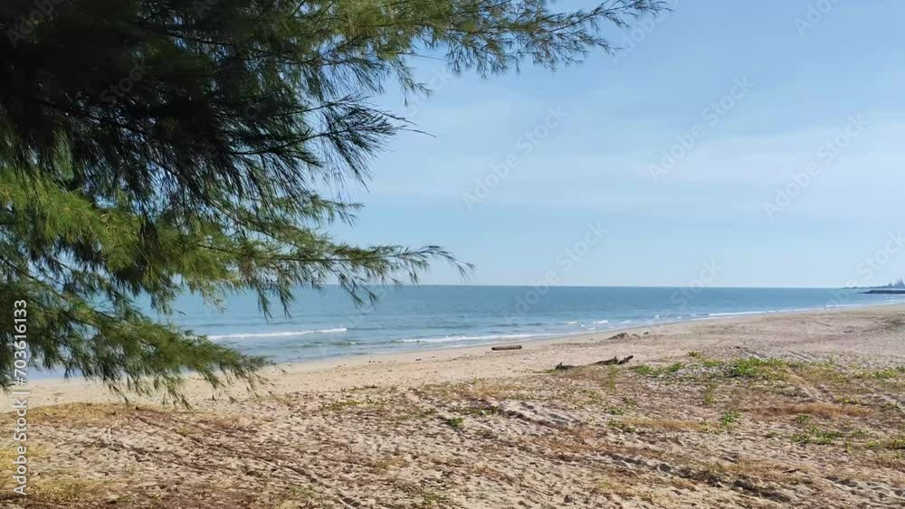 Pine trees on the beach