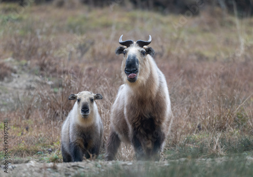 Fototapeta Naklejka Na Ścianę i Meble -  Wild Takin in Sichuan province, China