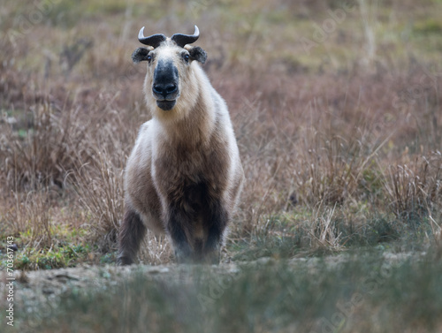 Wild Takin in Sichuan province, China photo