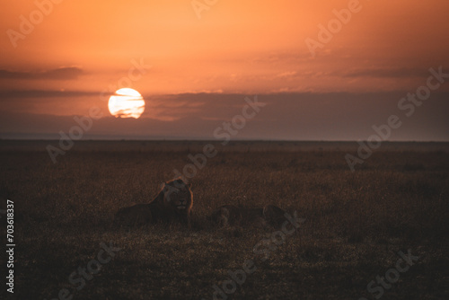 Photography Sunrise over mara lions