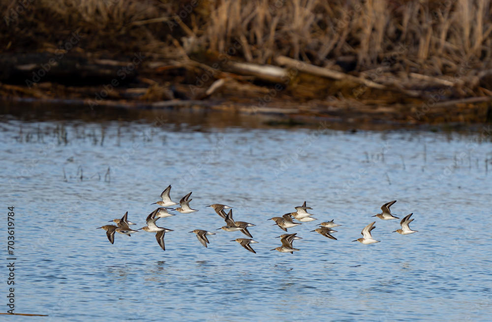 Flock of Dunlin Shorebirds Fly Along Slough Flock of Dunlin Shorebirds Fly Along Slough
