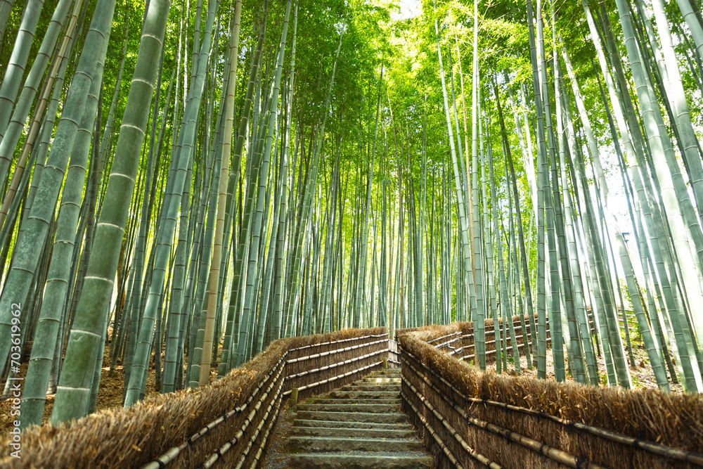 Fototapeta premium 京都嵐山-化野念仏寺の竹林-02