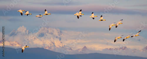 Snow Geese in Flight With Mount Baker Backdrop in Winter in Skagit Valley Washington