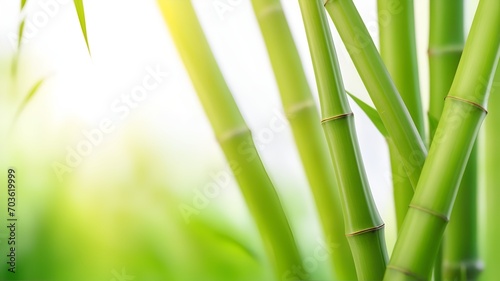 frame of fresh green bamboo leaves isolated on blurred abstract sunny background banner  nature scene with asian spirit and copy space