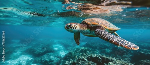 Hawaiian turtle swimming in Hawaii's Pacific Ocean.