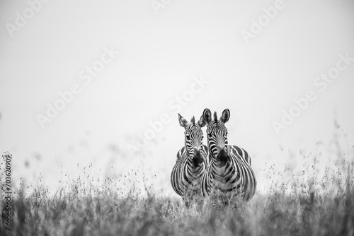 Zebra love - Monochrome